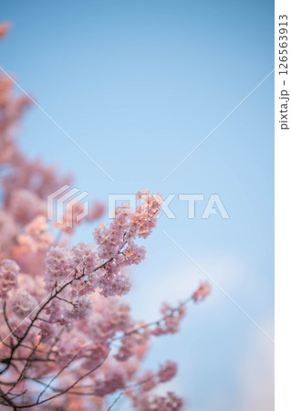 美しく咲いた桜 美しく咲いた桜 126563913