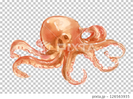 剛捕獲的章魚的水彩插圖 126563935