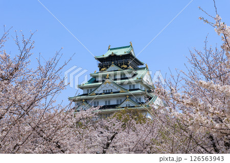春の大阪城と満開の桜 (大阪府大阪市中央区) 126563943