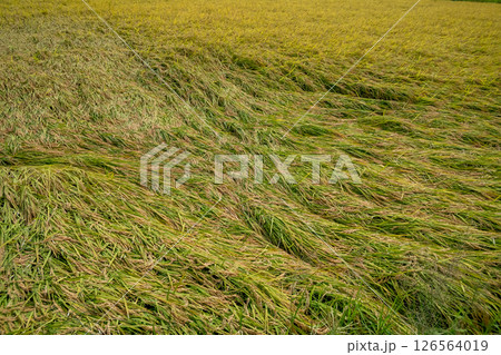 倒れた稲 126564019