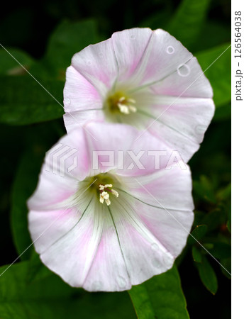 ヒルガオの花 ヒルガオの花 126564038