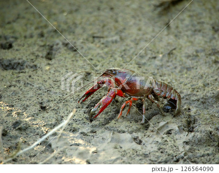 水田の泥に住む真っ赤なアメリカザリガニ 126564090
