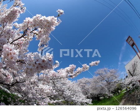 桜のある青空の風景 桜のある青空の風景 126564096