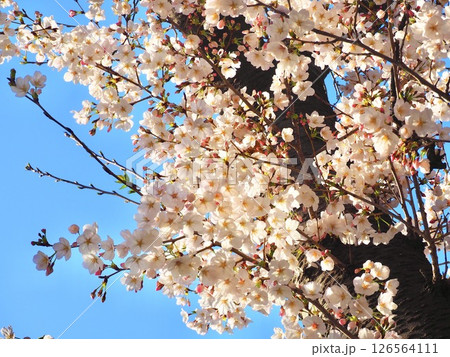 青空に映える桜 126564111