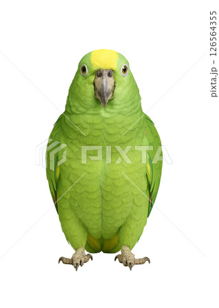アオボウシインコの正面姿 126564355