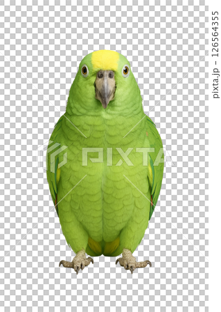 アオボウシインコの正面姿 126564355