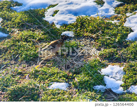 First birds on thawed patches. Chaffinch First birds on thawed patches. Chaffinch 126564400