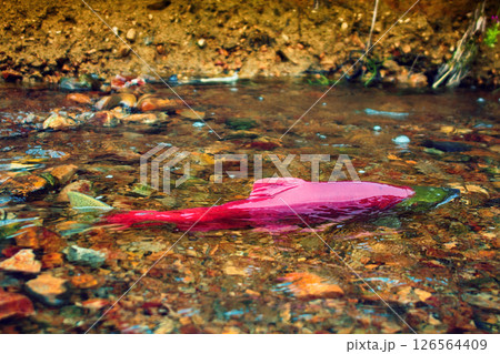 when the salmon are running - blueback when the salmon are running - blueback 126564409