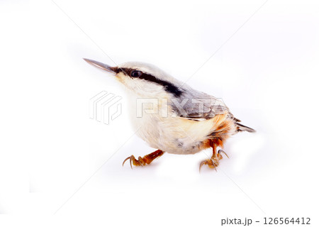 Clever bird - nuthatch Sitta europaea on white background Clever bird - nuthatch Sitta europaea on white background 126564412