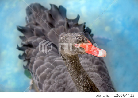 Australian black swan 126564413