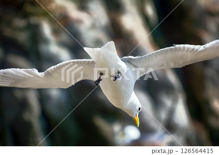 Seagull trying to stay on spot in strong upward wind 126564415