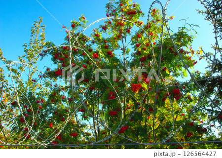 The reserved edge begins 126564427