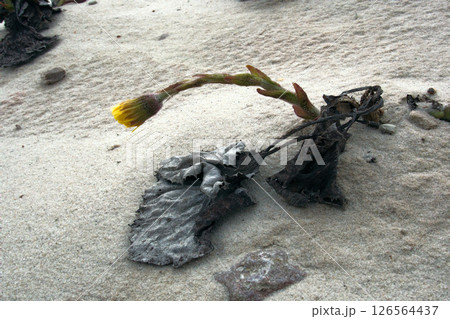 foalfoot (coltsfoot, Tussilago farfara) foalfoot (coltsfoot, Tussilago farfara) 126564437