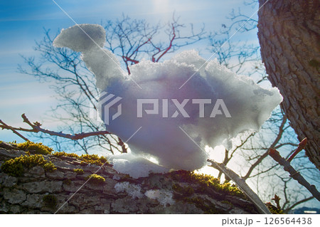 funny snowman bird in rays of sun 126564438