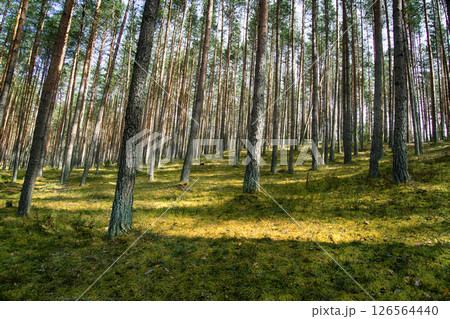 Kames (sowback) and pine forest 126564440