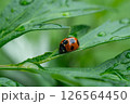 ヨモギの葉の上に乗ったテントウムシ 126564450