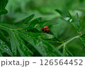 ヨモギの葉の上に乗ったテントウムシ 126564452