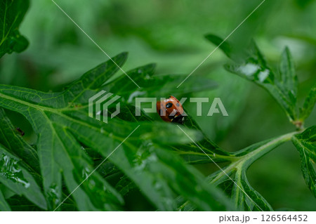 ヨモギの葉の上に乗ったテントウムシ ヨモギの葉の上に乗ったテントウムシ 126564452