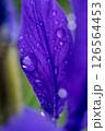 水滴のついた雨上がりの花びら 126564453