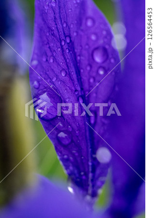 水滴のついた雨上がりの花びら 126564453