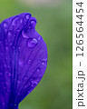 水滴のついた雨上がりの花びら 126564454