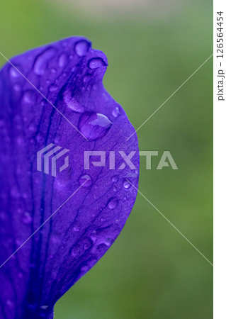 水滴のついた雨上がりの花びら 水滴のついた雨上がりの花びら 126564454