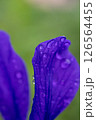 水滴のついた雨上がりの花びら 126564455