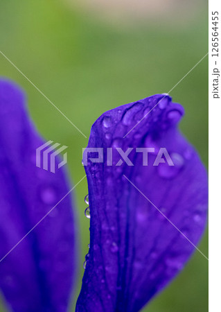 水滴のついた雨上がりの花びら 水滴のついた雨上がりの花びら 126564455