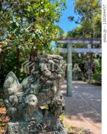 静かな神社の参道に佇む風化した狛犬像（石像） 126564457