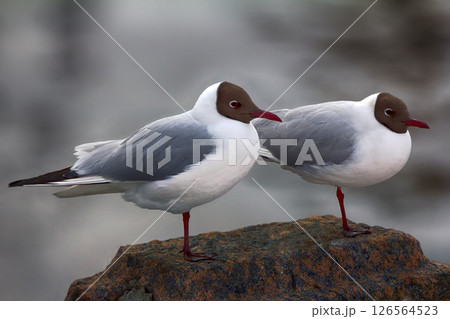 Two black-headed gulls are almost indistinguishable from each other 126564523