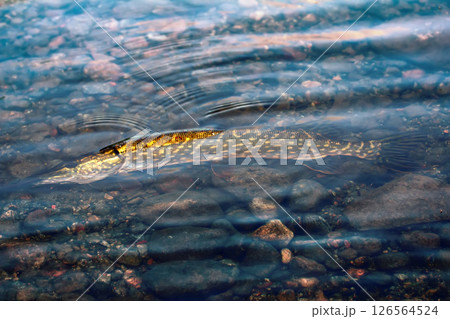 pike lake fishing on spinning pike lake fishing on spinning 126564524