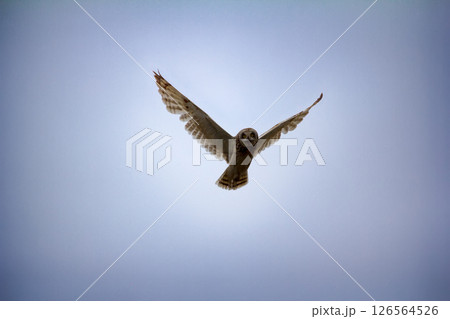 Short-eared owl (marsh owl, Asio flammeus) flies over nest 126564526