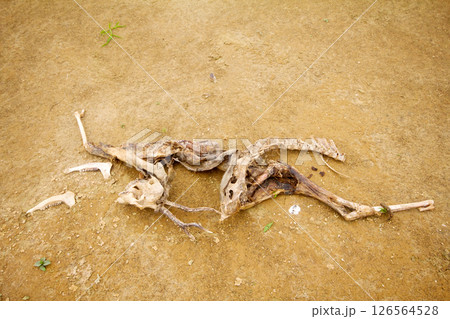dead animal  drought 126564528