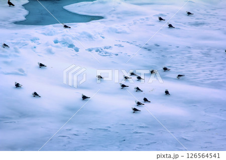 Kittiwakes are one of few bird species that fly to North pole Kittiwakes are one of few bird species that fly to North pole 126564541