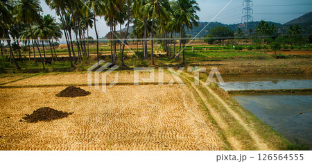 Abandoned and current rice field Abandoned and current rice field 126564555