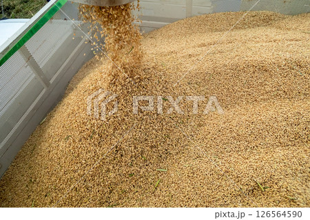 コンバインのオーガからコンテナへ籾排出 126564590