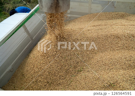 コンバインのオーガからコンテナへ籾排出 126564591