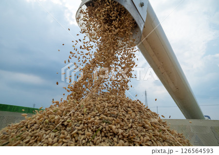 コンバインのオーガからコンテナへ籾排出 126564593