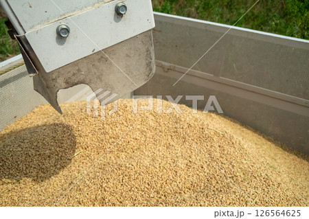 コンバインのオーガからコンテナへ籾排出 126564625