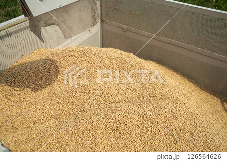 コンバインのオーガからコンテナへ籾排出 126564626