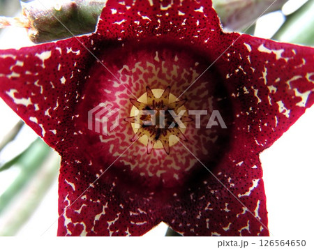 オルベアンサスハーディ 126564650