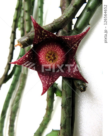 オルベアンサスハーディ 126564652