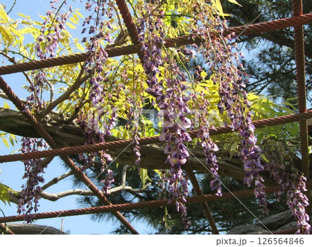 まだ蕾の藤棚の紫色のフジの花 126564846