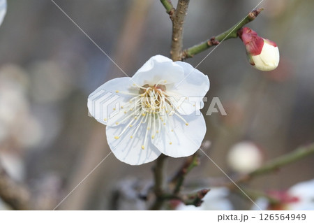 白い梅の花 白い梅の花 126564949