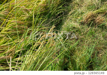 倒れた稲 126565149