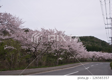 京都 鞍馬街道の桜並木3 京都 鞍馬街道の桜並木3 126565357