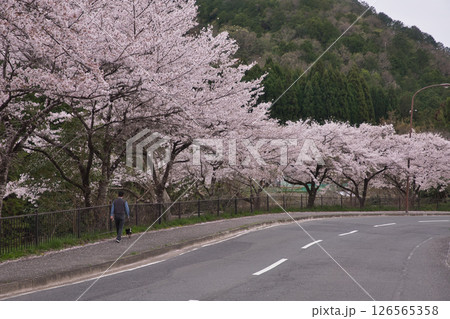 京都　鞍馬街道　満開の桜並木をワンコさんと散歩4 126565358