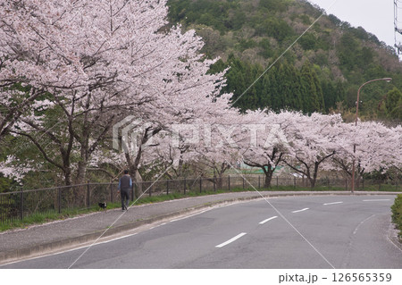 京都 鞍馬街道 満開の桜並木をワンコさんと散歩3 京都 鞍馬街道 満開の桜並木をワンコさんと散歩3 126565359