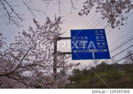 京都 鞍馬街道 満開の桜と観光地の道路標識2 京都 鞍馬街道 満開の桜と観光地の道路標識2 126565366