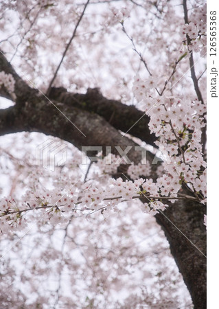 満開の桜イメージ7 満開の桜イメージ7 126565368
